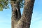 Forked tree trunk and cloudy sky