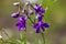 Forking larkspur Consolida regalis