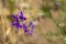 Forking larkspur Consolida regalis flower