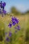 forking larkspur, faint blue against the sky