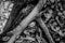 Forking tree root over rocks covered in fallen leaves narrow depth of field monochrome abstract