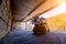 Forklift loader load lumber into a dry kiln. Wood drying in containers.