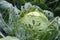 Forks of cabbage surrounded by leaves in raindrops