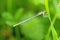 Forktail damselfly sitting on grass