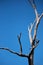 FORLORN DEAD LONESOME DRY TREE IN SUNLIGHT AGAINST BLUE SKY