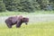 Forlorn Grizzly Bear Standing in Sedge Grass