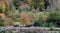 Formal garden at Dyrham Park, Gloucestershire, UK with three wooden chairs. Photographed in autumn.