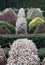 Formal Knot Garden with neat clipped cone shaped topiary bushes and hedges, photographed at RHS Wisley garden, Surrey UK.