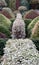 Formal Knot Garden with neat clipped cone shaped topiary bushes and hedges, photographed at RHS Wisley garden, Surrey UK.