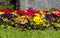 A formal mixed herbaceous border of Polyanthus plants