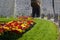 Formal mixed herbaceous borders of Polyanthus plants