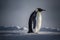 he Formal Parade: Penguins in Antarctica, ai generated