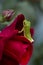 Formal Red Rose and Green Tree Frog