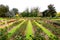 Formal Rose Garden, Adelaide, Australia