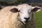 Format-filling portrait of a sheep on a green meadow with horizontally positioned ears, Dingle, Ireland