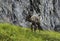 Format-filling Reindeer near the Nordkapp, HonningsvÃ¥g, Finnmark, Norway