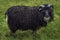 Format-filling view of curly black sheep grazing on a green meadow, Iceland