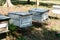 formation of bee family colonies in beekeeper apiary. beehive reproduction