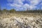 Formation of bogs mesotrophic In the climatic zone taiga, forest-tundra of the Arkhangelsk region