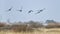 Formation of Canada goose flying in clear Winter sky