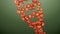 Formation of DNA. DNA strands are assembled from red apples. 4K