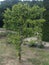 the formation of a flattened shape of the tree crown on the trellis