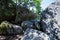 Formation of a larger rock, igneous rocks, granodiorite, located in the middle of a coniferous forest, mountain Kopaonik, Serbia.