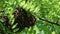 Formation of a new colony family bees on a branch of a Black locust tree. Swarm of honey bees