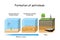 Formation of petroleum. Oil and gas formation