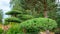 Formation of a pine crown using the niwaki technique. Bonsai shaped conifers in Asian style garden. Landscape design elements with