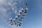 Formation skydiving in the blue sky.