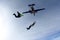 Formation skydiving. Skydivers are jumping out of an airplane into the sky.