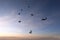 Formation skydiving in the sunset sky.