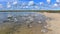 Formation of stromatolites in Lake Thetis