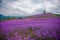 Formative Lavender Field Park