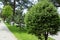 Formed Juniper Juniperus communis. Shady street of Arkhipo-Osipovka village with beautiful old trees, formed pines and junipers