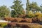 Formed oaks Quercus palustris, the pin or swamp Spanish oak on amphitheater terraces in public city park Krasnodar