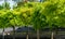 Formed oaks Quercus palustris or swamp Spanish oak on amphitheater terraces in public city park Krasnodar or `Galitsky park`.