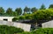 Formed oaks Quercus palustris or swamp Spanish oak on amphitheater terraces in public city park Krasnodar or `Galitsky park`.