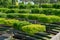 Formed oaks Quercus palustris or swamp Spanish oak on amphitheater terraces in public city park Krasnodar or  `Galitsky park`