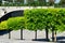 Formed oaks Quercus palustris or swamp Spanish oak on amphitheater terraces in public city park Krasnodar or `Galitsky park`.