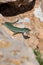 Formentera lizard, Podarcis pityusensis on a rock Spain