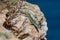 Formentera lizard, Podarcis pityusensis on a rock Spain