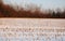 Former Corn Field in Snow