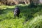 This former farm dog loves to eat grass