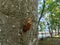 the former insect cocoon stuck to the tree after its abandonment