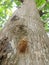 the former insect cocoon stuck to the tree after its abandonment