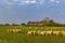 Former island of Schokland, UNESCO World Heritage Site, Netherlands