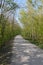 Former mine road to the embankment, now leads through pioneer forest