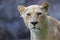 Formidable, female, white lion close-up